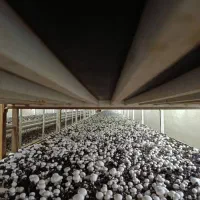 جذب نیروی کارگر برداشت قارچ