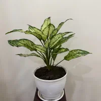 گل آگلونما برفی