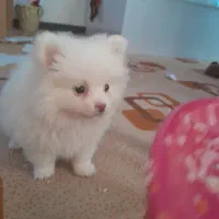 پامر خرسی ۴ ماهه