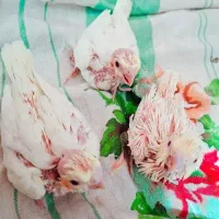 جوجه عروس هلندی لوتینو