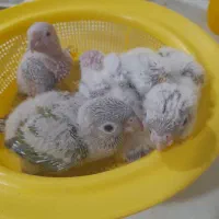 طوطی گرینچیک|پرنده|مهر, |دیوار