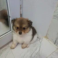 توله سگ‌پامرخالص  همراه با پدرمادر|سگ|مشهد, نیروی هوایی|دیوار