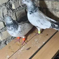 شیخی وپلاکی|پرنده|رامشیر, |دیوار