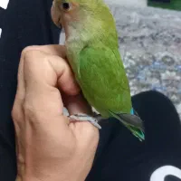 طوطی برزیلی گمشده خیابان پیام