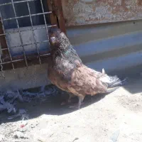 کبوتر‌سرور‌کم‌یاب