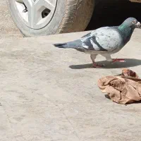 کبوتر|پرنده|زاهدان, |دیوار