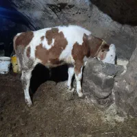 گوساله سیمنتال