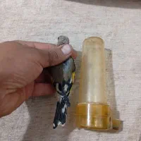 سهره کرمانی|پرنده|کرمان, |دیوار