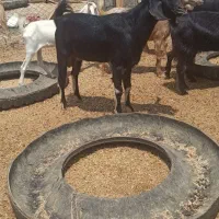 کهره نر