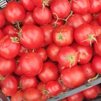 رب گوجه|خوردنی و آشامیدنی|رشت, آزادگان|دیوار