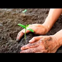 خاک باغچه(خاک کامل) و اب رسانی (اب اشامیدنی معدنی)