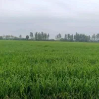 زمین-کشاورزی-2100-متر-واقع-در-لشکاجان-علیا
