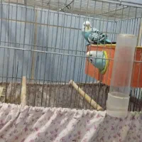 یک جفت مرغ عشق زیباوجوان