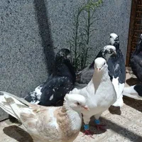 کبوتر تهرانی شازده