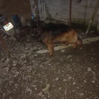 سگ ژرمن|سگ|لاهیجان, بازکیاگوراب|دیوار