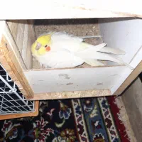 عروس هلندی|پرنده|شوشتر, |دیوار