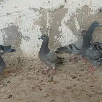 کبوتر مسافتی