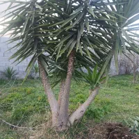 گل یوگا|گل و گیاه طبیعی|تالش, هشتپر|دیوار