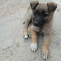 حیوان نمایشی....|سگ|اسفراین, |دیوار