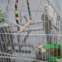 سه تا عروس هلندی سالم و زیبا