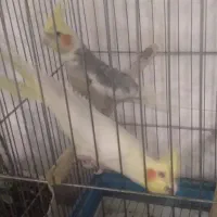 عروس هلندی جفت شده|پرنده|بروجرد, |دیوار