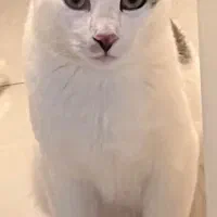 واگذاری گربه باهوش نر