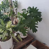 گل طبیعی رودهن فقط۲۰۰|گل و گیاه طبیعی|رودهن, |دیوار