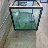 اکواریوم ماهی قزل