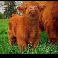 خر  ی د ا ر تلیسه گوساله نر