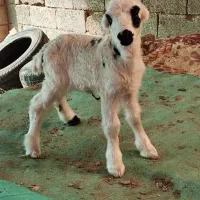 بره شیری دست پا بلند استثنایی