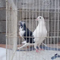 کبوتر