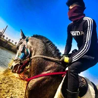 اموز اسب