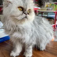 گربه پرشین بریتیش