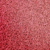 فروش گندم(بذر)