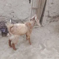 بز نر|حیوانات مزرعه|هامون, |دیوار