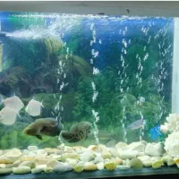 آکواریوم شیشه ای