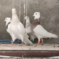 طوقی  مسجدسلیمان|پرنده|اهواز, شهرک حفاری|دیوار