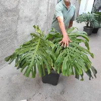 ۲۰ نوع گل  اپارتمانی خاص|گل و گیاه طبیعی|مشهد, رده|دیوار