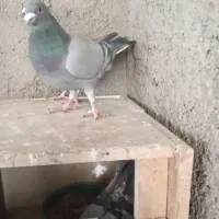 کبوترپلاکی|پرنده|تهران, جوادیه تهرانپارس|دیوار