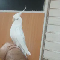 تعدادی عروس هلندی نر ماده سالم سرحال