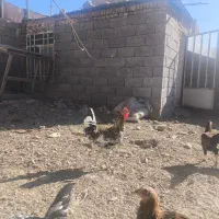 مرغ و خروس و جوجه|حیوانات مزرعه|تویسرکان, |دیوار