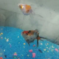 ماهی|ماهی|قائن, |دیوار