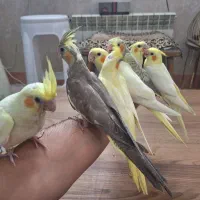 عروس هلندی|پرنده|قم, نیروگاه|دیوار