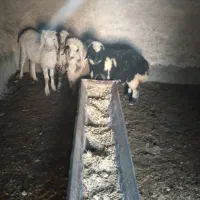 بره نژاددار ماده قیمت مناسب بردسیر|حیوانات مزرعه|کرمان, |دیوار