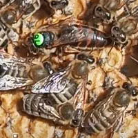 فروش زنبور عسل