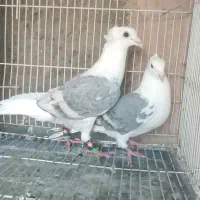 کبوتر