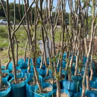 نهال فروشی مهندس آرمین میاندواب|خدمات باغبانی و درختکاری|کرج, فاز ۴ مهرشهر|دیوار