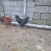 خروس ایام سمانی