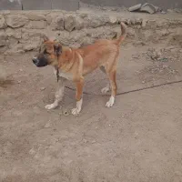 ماده خراسانی|سگ|قوچان, |دیوار