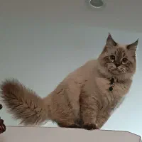 پرشین نر خاص